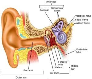 Everything You Need to Know Regarding Ear Infection in Children