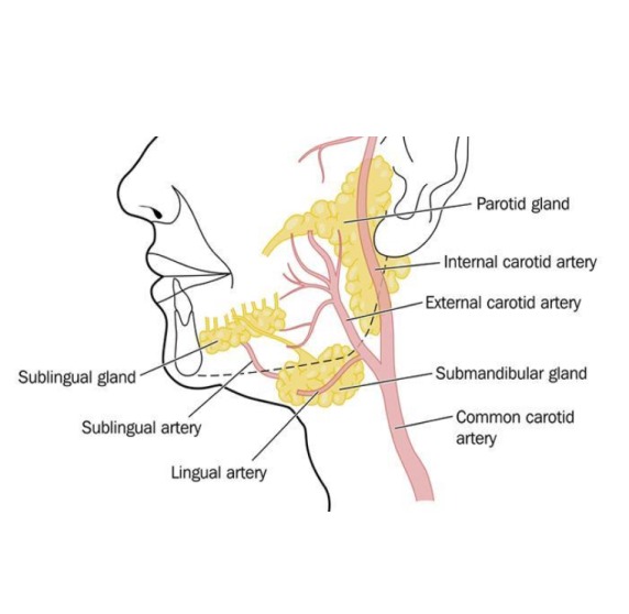 Causes of Tumors of Parotid and Submandibular Glands