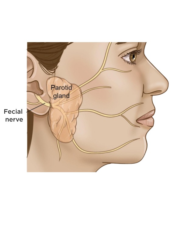 Symptoms of Tumors of Parotid and Submandibular Glands