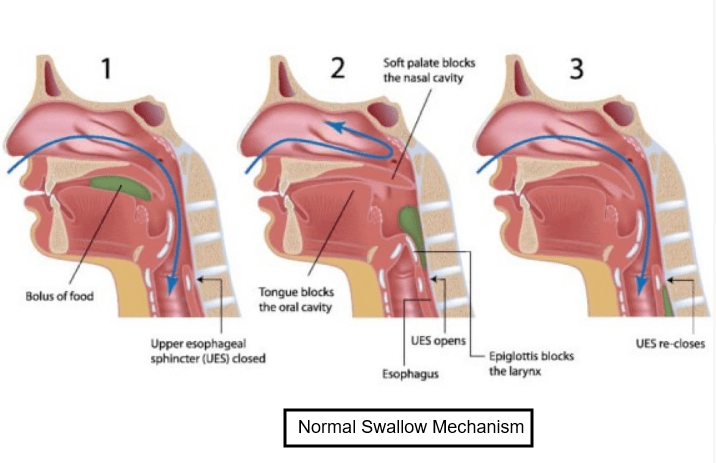 Normal Swallow Mechanism